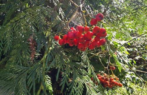 Secluded Off-Grid Retreat> Cabins+Hiking+Waterfall - Foto 16