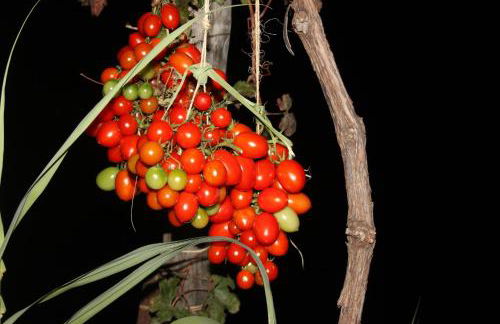 Villa Antica Macina - Foto 46