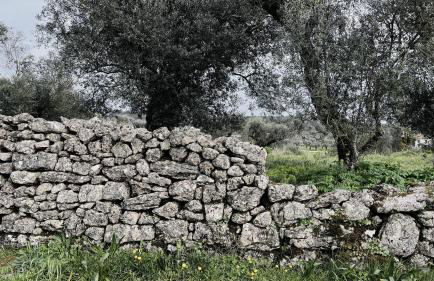 M Butterfly - Foto 34