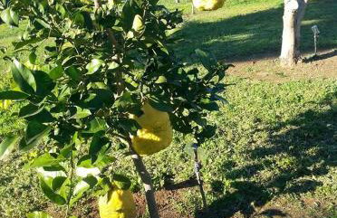 Ktima Anastasia - Foto 45