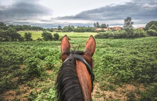 Stajnia Lipowo 45 - Foto 28