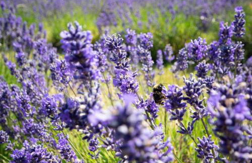 1 Bed in Helston oc-41381 - Foto 18