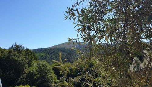 Quinta da Vinha Velha - Foto 3