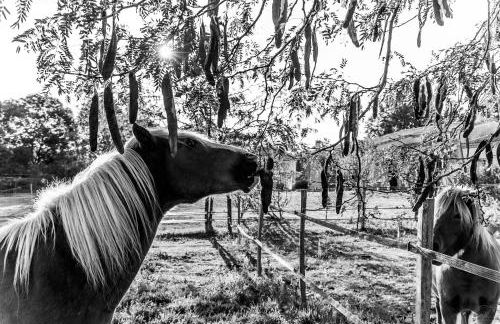 Les gîtes de la nouvelle vie - Foto 34