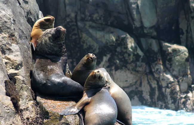 Palomino Islands Speedboat Trip & Swimming with Sea Lions - Foto 3