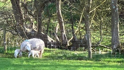 The Dairy, A Cosy conversion nr Little Haven - Foto 5