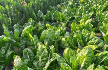 Agriturismo Il Mio Casale - Foto 16