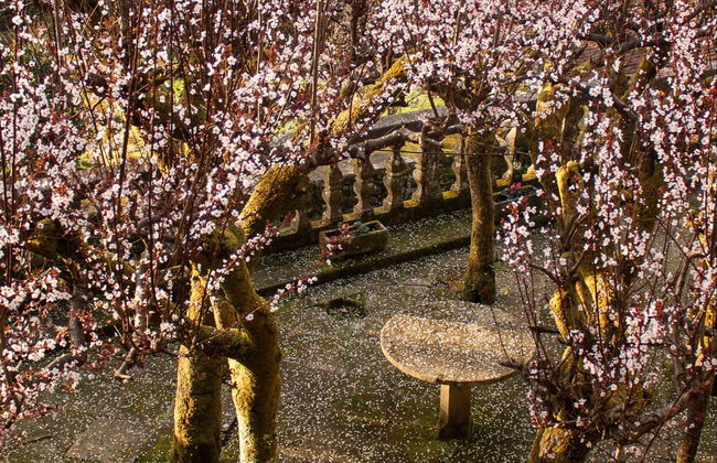 Visita guiada pelo Pazo do Faramello - Foto 1