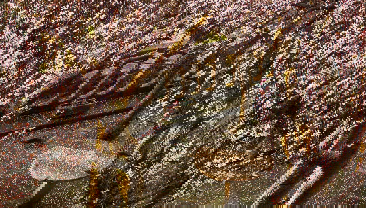 Amendoeiras nos jardins do Pazo