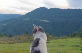 Pousada Colina dos Ventos - Cabana Fortaleza! - Photo 22