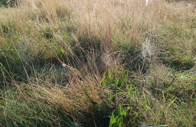 4 Person Holiday Home in Lemvig-by Traum - Foto 5