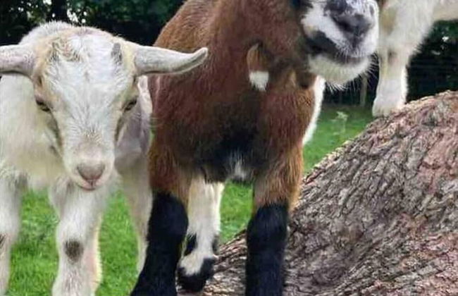 Cute and Cosy Shepard hut With Wood Fuel hot tub - Foto 14