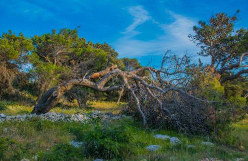Apartment Gianni only 70m from the sea, island Pag - Foto 34