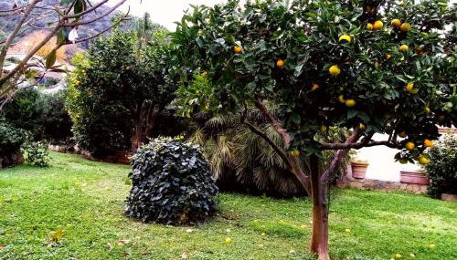 CirceoMARE - Foto 2, Garden