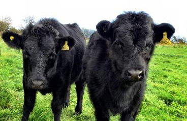 The Hay Loft Southlands Farm - Foto 63