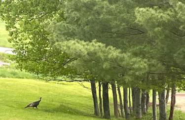 High-View Catskills Cabin - Photo 35