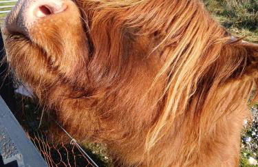 Ben Nevis Manor Studio with private Hot Tub - Photo 10