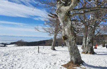 Feldbergblick - Foto 31