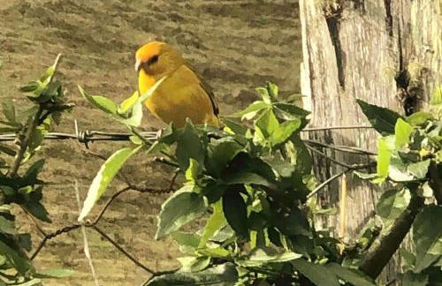 Chalé jeito de roça na Pedra Selada - Photo 27