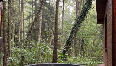 Sosnowy Strumyk - Foto 2