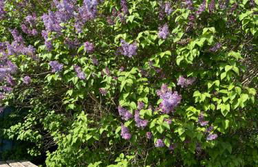 Ferienhaus Johanna Hooksiel - Foto 19