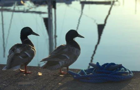 ancora Marina Haus 1 Nr 09, Typ 3 - Foto 18