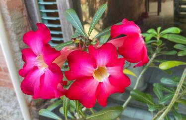 Casa maravilhosa Olinda - Foto 2