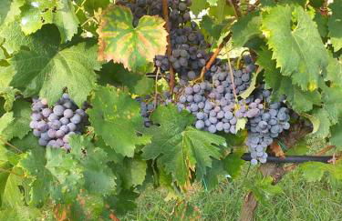 Il Casale di Lucullo - Foto 52