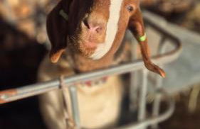 The Wee Bothy at Larchwood Croft - Photo 23