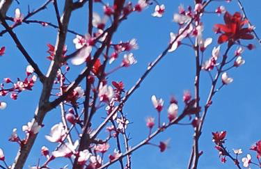 Kleoni's cottage - Foto 38