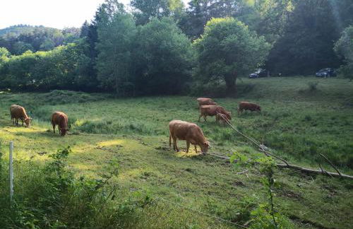 Im Herzen von Hauenstein - Foto 29