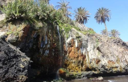 Musa Paradisiaca - Foto 48