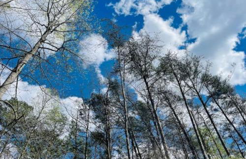Jacuzzi, Fireplace, Nature, Views, Peaceful, Patio - Foto 8