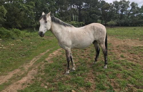 Casa Rural Los Robles - Foto 6