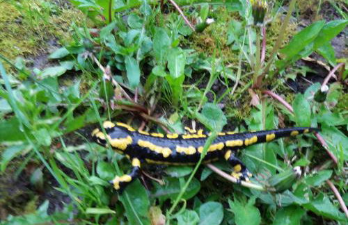 Anna´s Häuschen - Foto 19