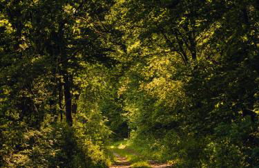 Green View Tornow - Foto 23