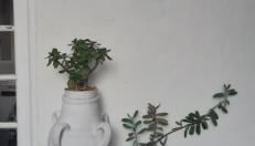 Maison et terrasse dans le jardin du Château de Gaillard - Foto 2