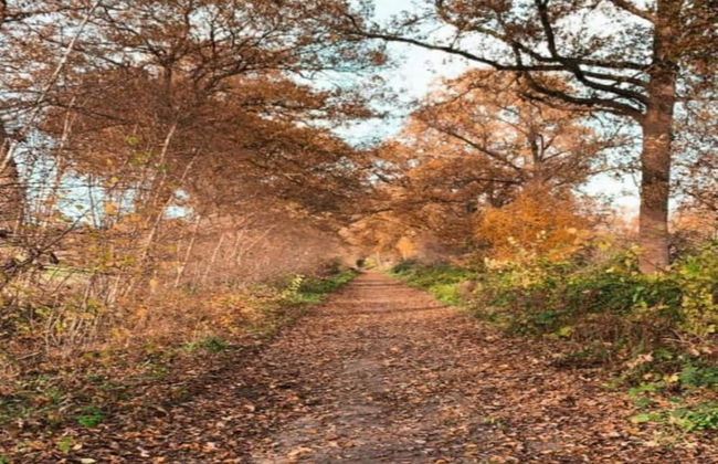 Holiday Home in Geesteren With Roof Terrace,garden Furniture - Photo 71