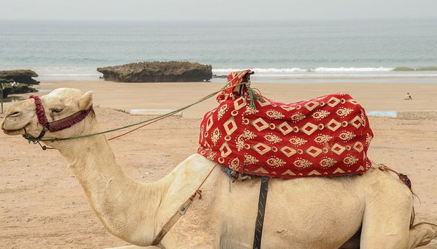 Esperienza a dorso di cammello con cena barbecue - Foto 5