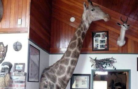 Whitebird Summit 5- room Lodge - Foto 5