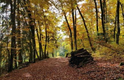 Haus Föhrenbach - Foto 24