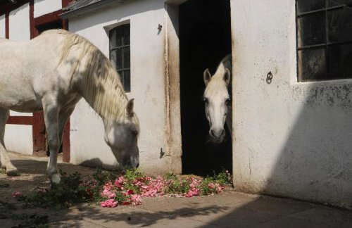 Schönberg - Schuster Raths Kate - Foto 17