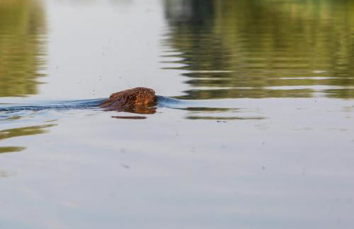 Haus an der Peene - Foto 9