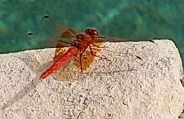 Casa do Sul - Foto 42