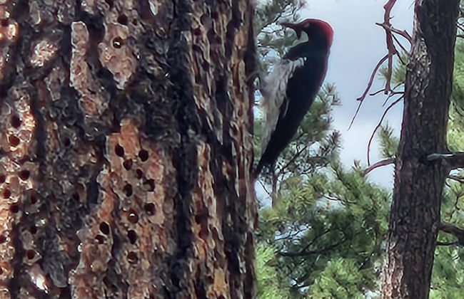 Old County Pine - Photo 31