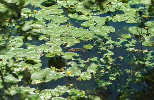 Blare Cottage at Lower Aylescott - Foto 11