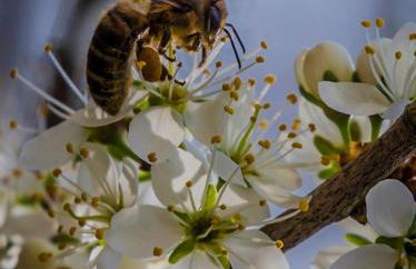 Siedlisko Przy Lesie Alpaka 3 - Foto 34