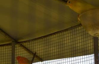 Casinha do Eido Novo - Alojamento Local - Foto 17