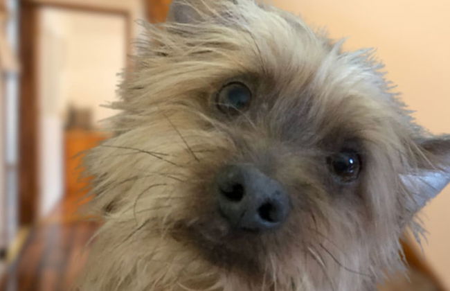 4-bed Detached, Pet Friendly House in Nelson - Foto 36