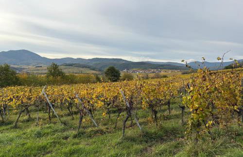 Gîte du Fronholz - Maison alsacienne avec jardin et service traiteur - Foto 14